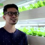 Hydroponic Farming at Home, How to Start Hydroponic Farming at Home