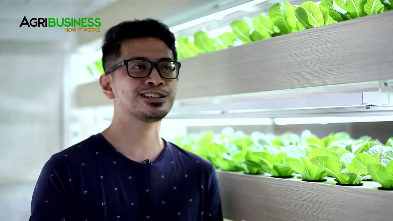 Hydroponic Farming at Home, How to Start Hydroponic Farming at Home